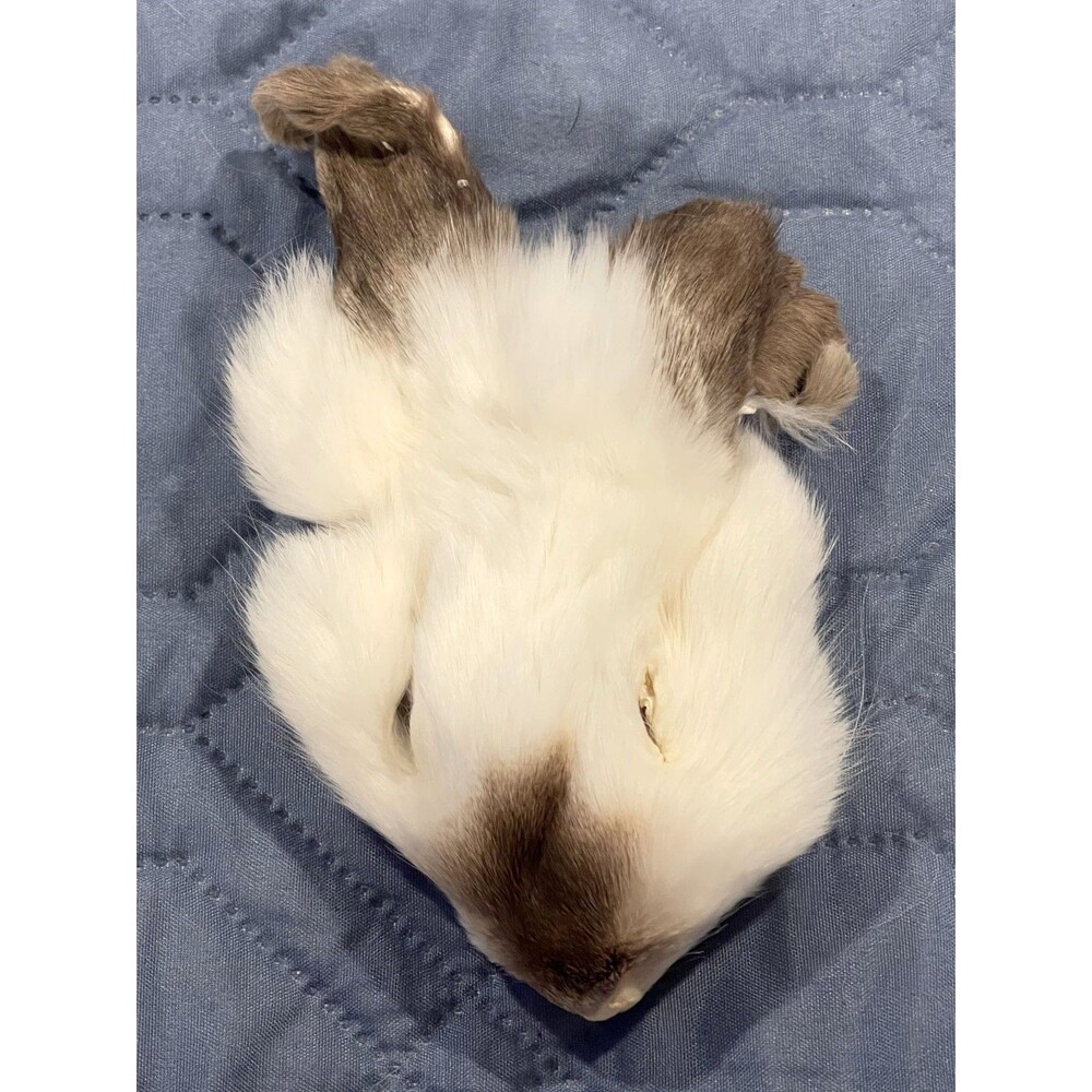 Genuine Rabbit Face Pelt White Brown Real Fur Taxidermy Oddities Curios Craft